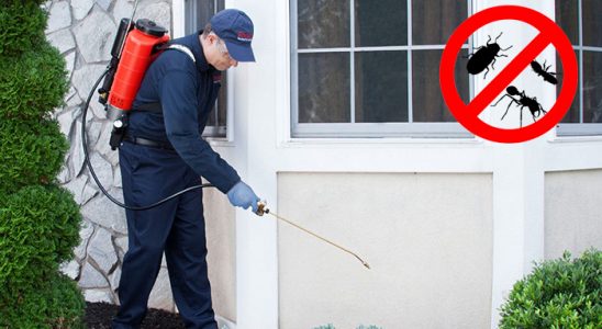 Hemşin Fare İlaçlama böcek ilaçlama ve haşere kontrolü — ilaclama-tr.com